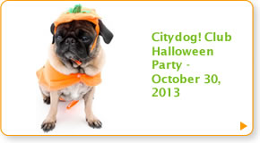 The Hollywood Reporter: Top A Lister Dog Hangouts