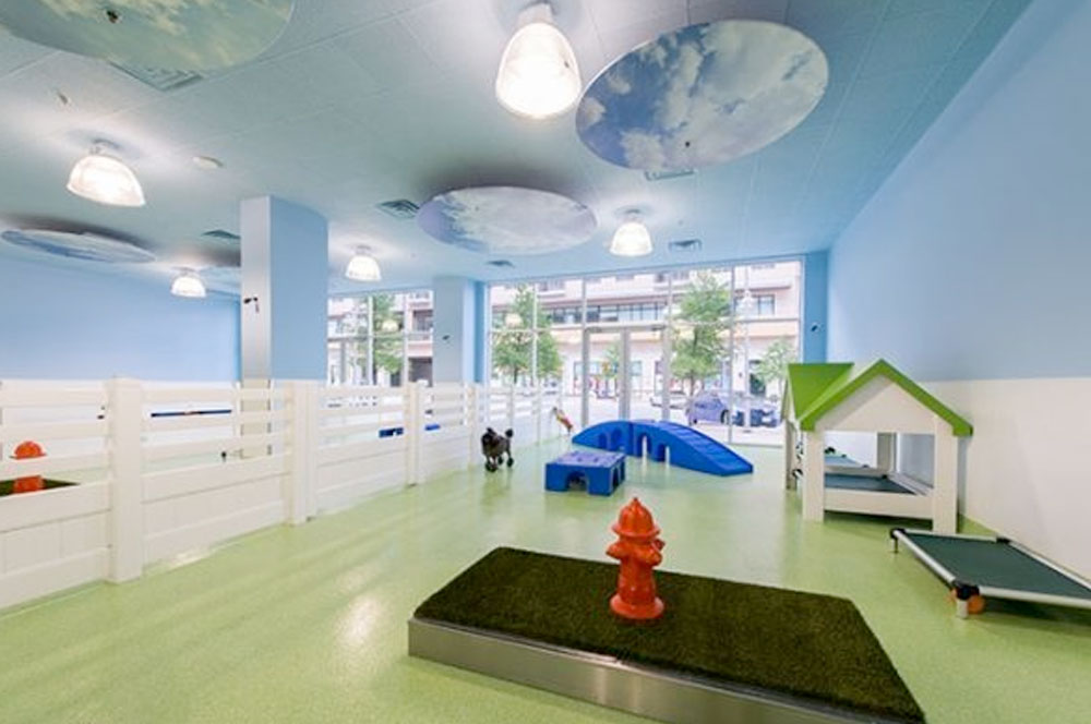 National Pet Day: Pampering Pets