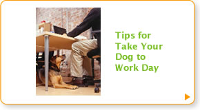 Tips for Take Your Dog to Work Day