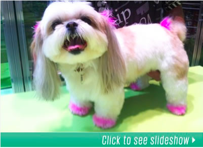 Click to see slideshow